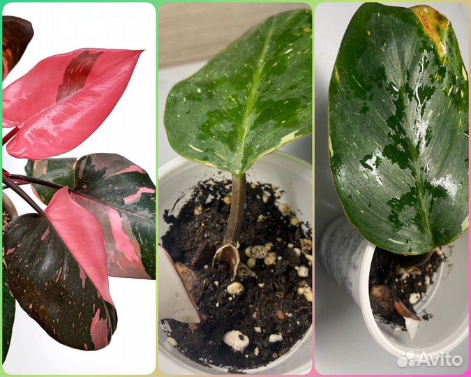 Фил.Розовая принцесса,бегония Черная мамба
