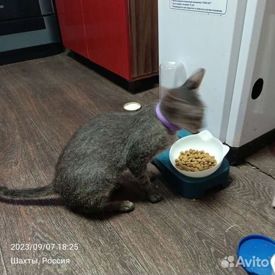 Донской сфинкс браш котята
