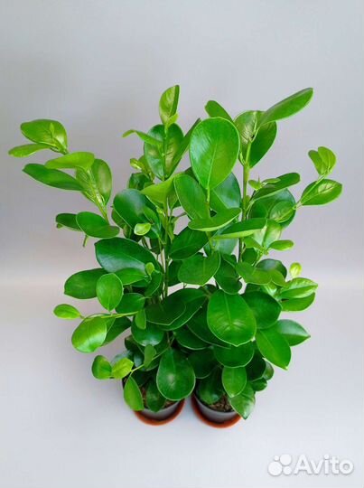 Фикус Мокламе высотой 68 см