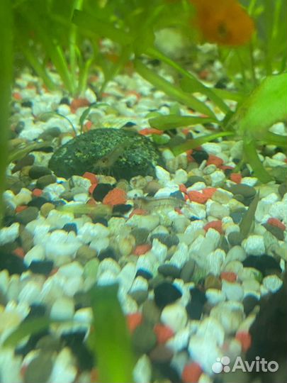 Меченосцы, цихлиды, креветки