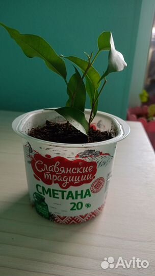 Фикус Бенджамина