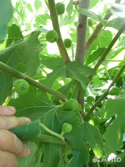 Саженцы И черенки инжира