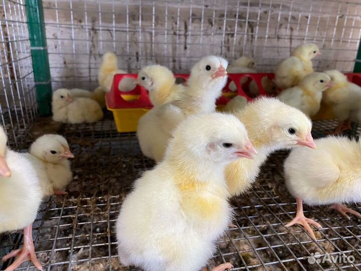 Цыплята Бройлеры