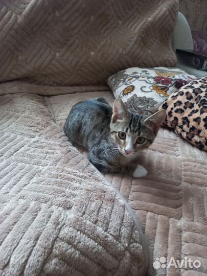 Котенок мальчик в добрые руки