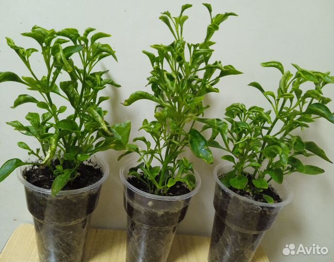 Альтернатера