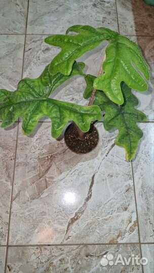 Алоказия Жаклин