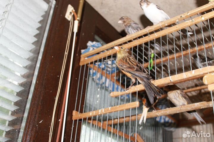 Молодой кенар