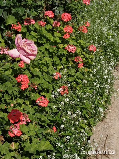 Корни пиона,пеларгония,толстянка