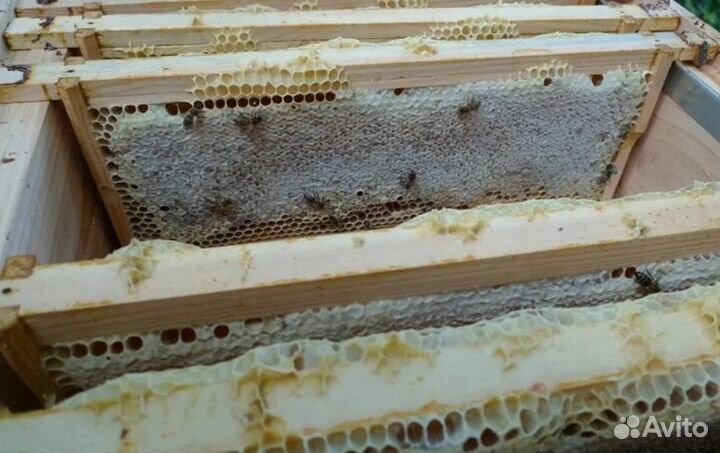 2023 года Мёд Алтайский оптом