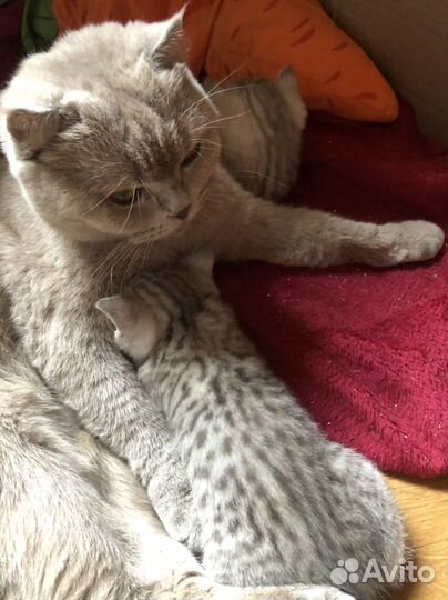 Шатланские котята