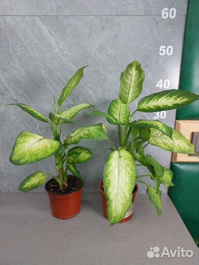 Диффенбахия Камилла