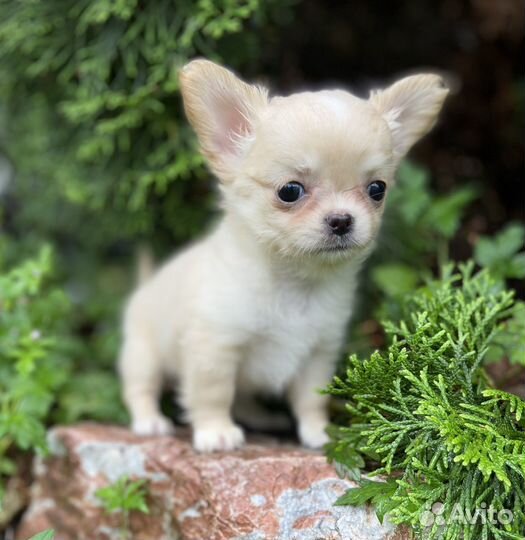 Чихуахуа Куба
