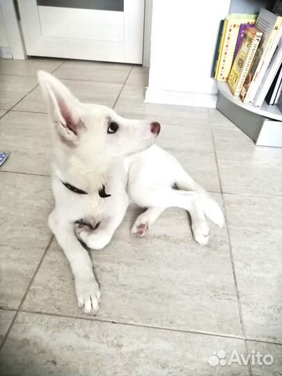 Щенок в добрые руки бесплатно