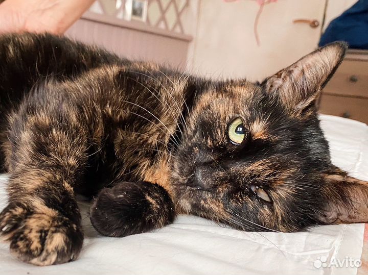 Грустная, но преданная кошка ждет свою семью