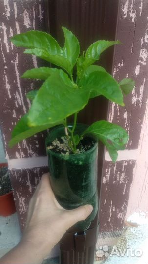 Маракуя Эдулис