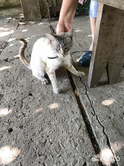 Отдам кота в добрые руки