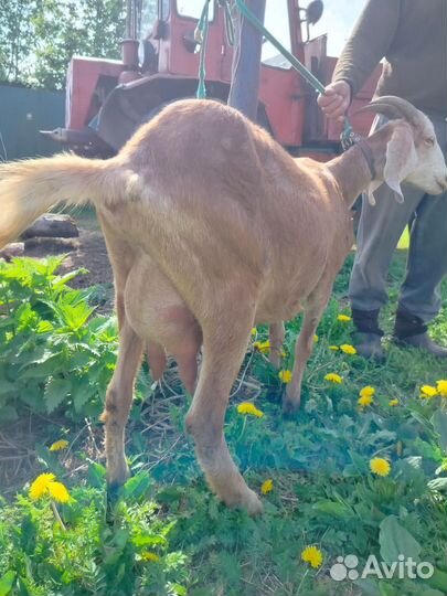 Коза дойная