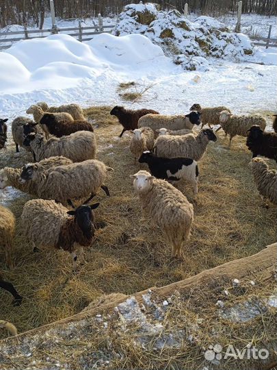Овцы на курбан байрам