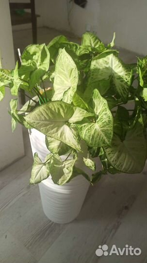 Сингониум Arrow