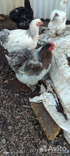Продам петуха