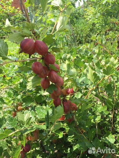 Кусты крыжовника