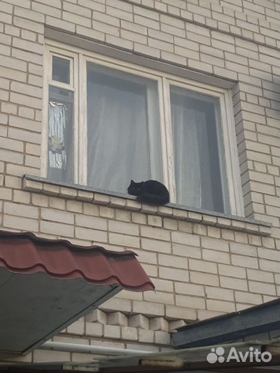 Кошка