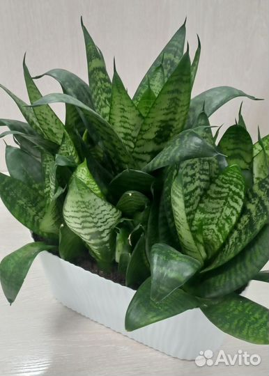 Сансевиерия