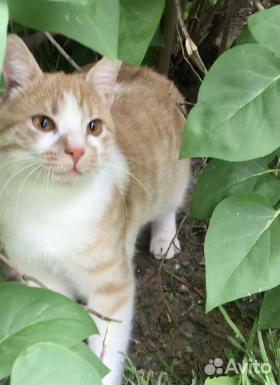 Милый котик ищет дом