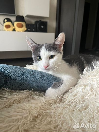 Котенок в добрые руки