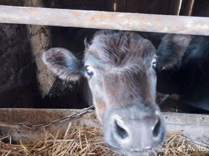 Продаю телят