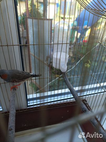 Зебровые амадины