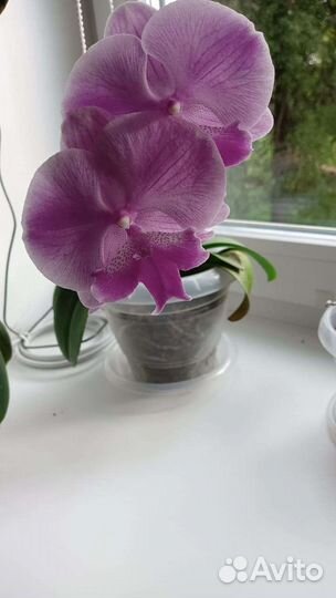 Орхидея Фаленопсис Биг Лип