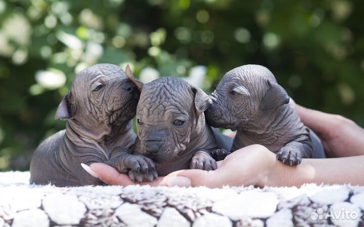 Ксолоитцкуинтли