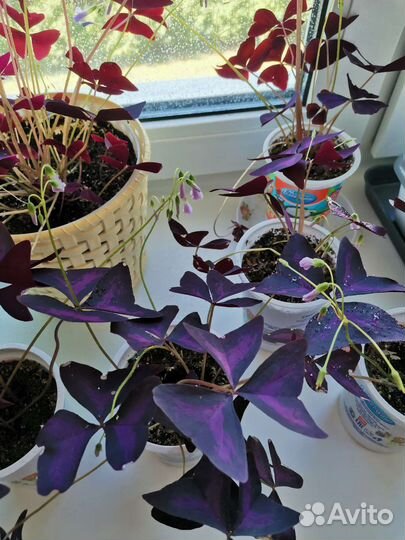 Кислица оксалис