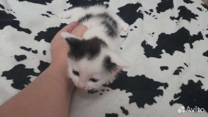 Кошка в дар