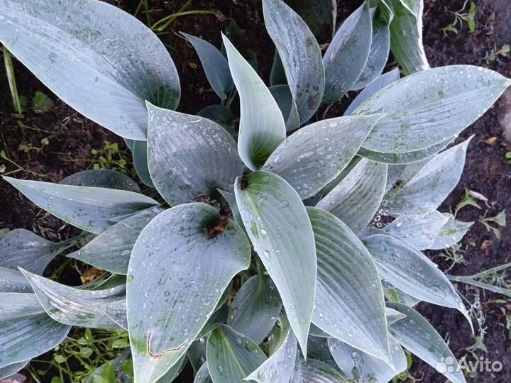 Садовые цветы