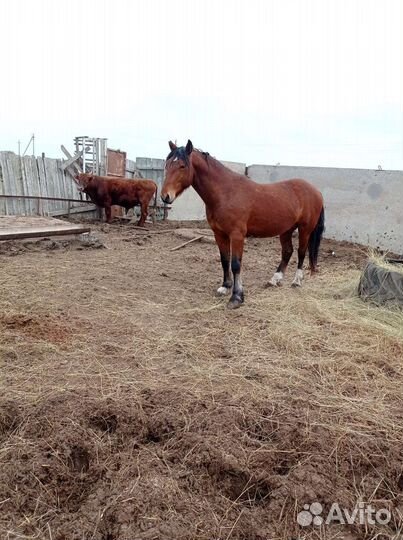 Жеребец полутяж