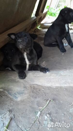 Щенки 2 месяца