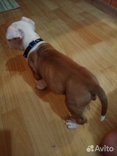 Щенки питбультерьера