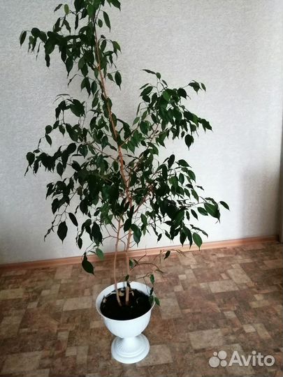 Фикус бенджамина большой