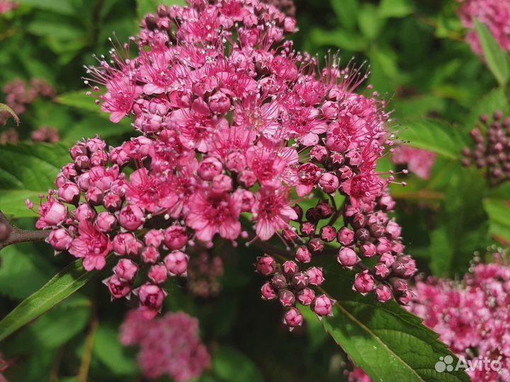 Спирея - Калина - Снежноягодник - Пузыреплодник