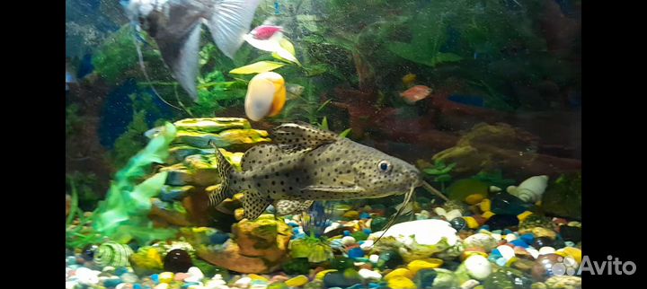 Сом синодонтис