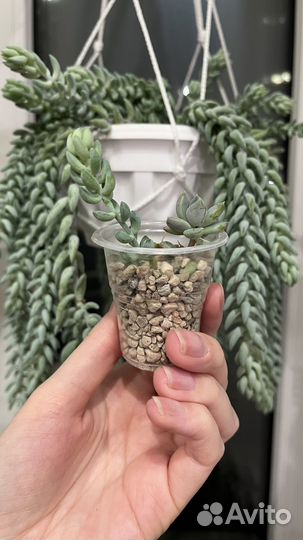 Седум и пахиверия