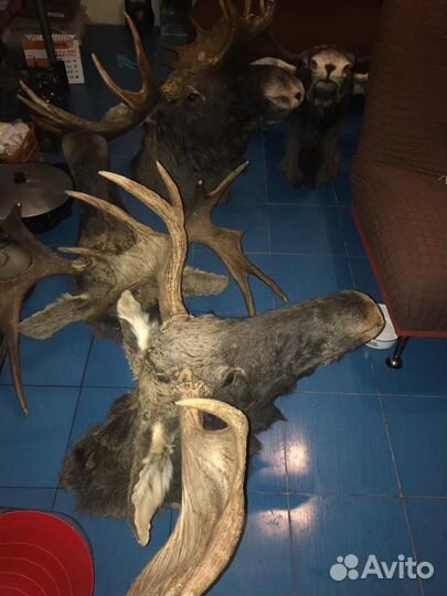 Чучело головы Лося с рогами новые