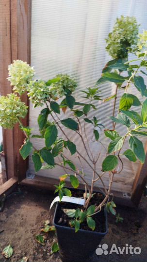 Можжевельник скалбный,гортензии,туи,очиток