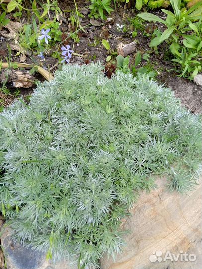 Полынь барвинок папоротник