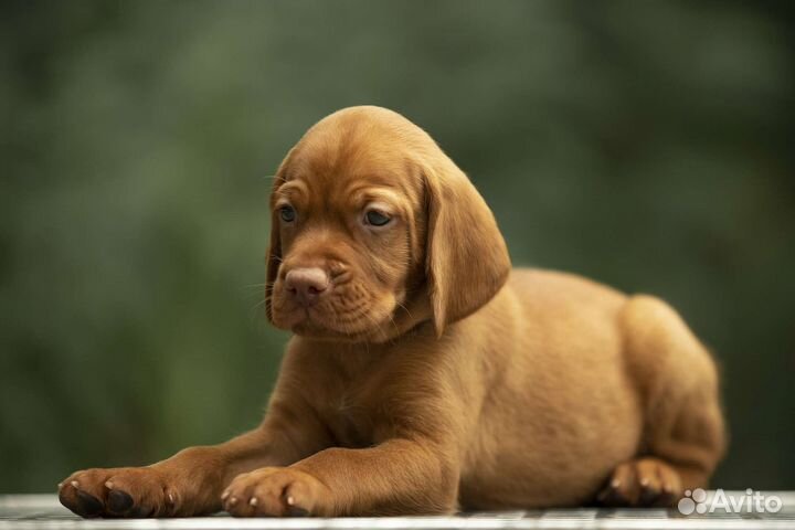 Венгерская выжла щенки