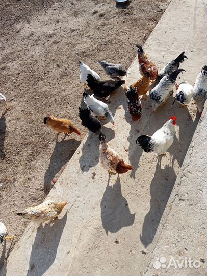 Куры домашние