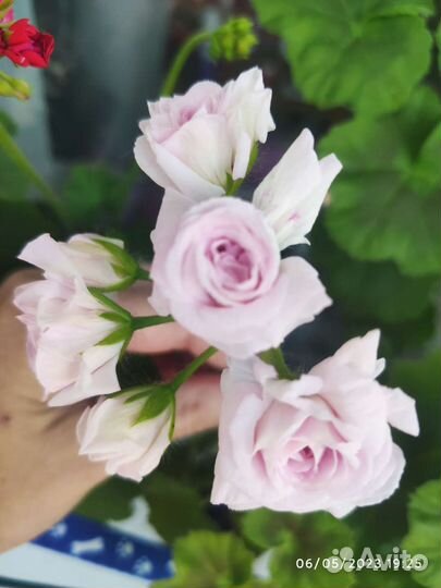 Срезы сортовых пеларгоний (гераней)