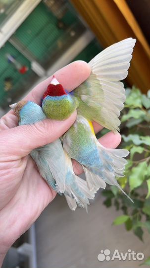Амадины гульда
